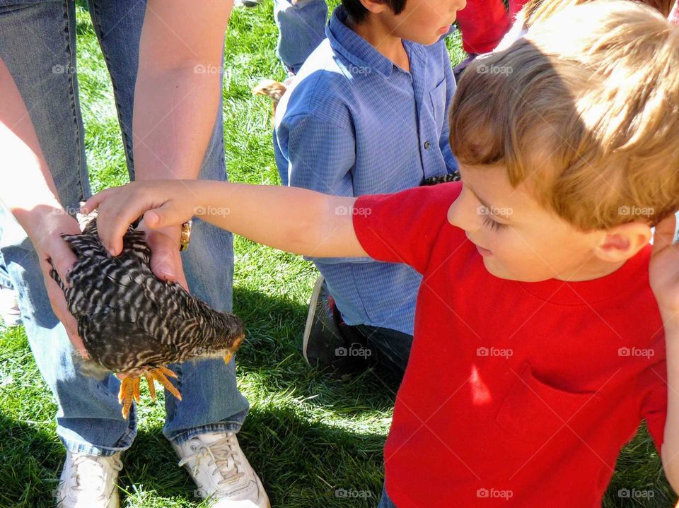 Petting a chicken