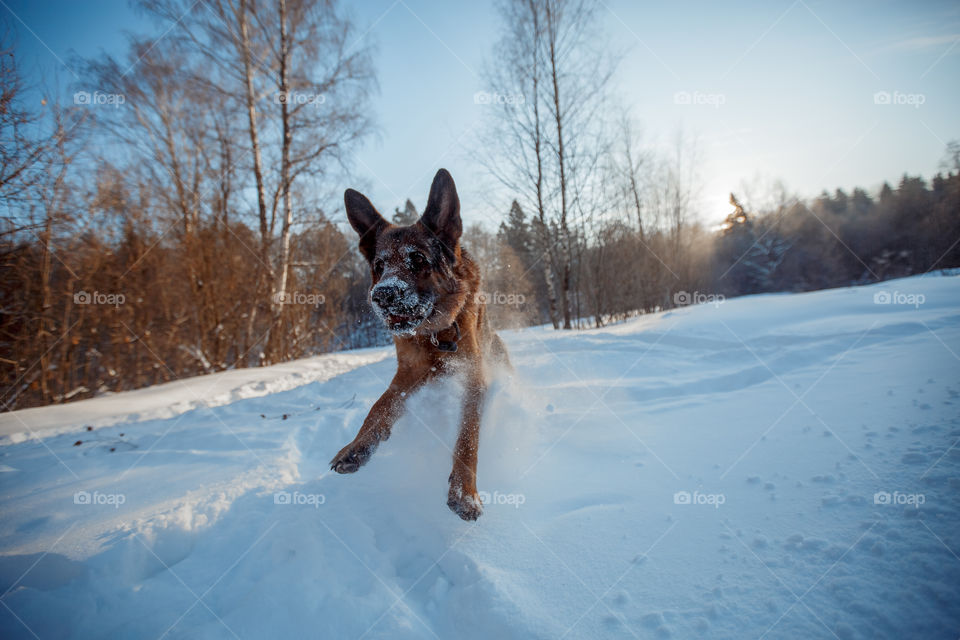 German shepherd running through snow 