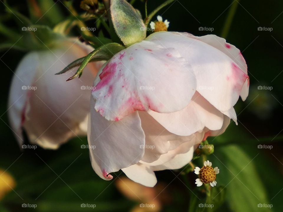 Rose in the evening sloping sunlight