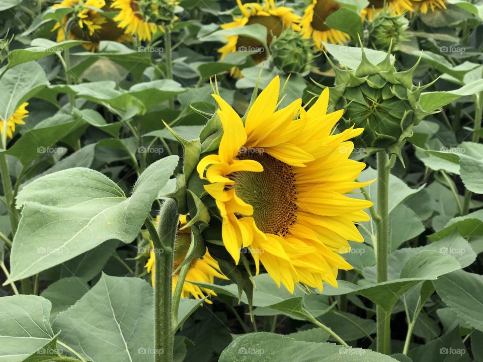 Sunflower field