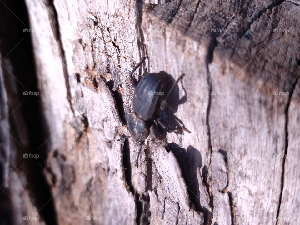 Black beetle and wood