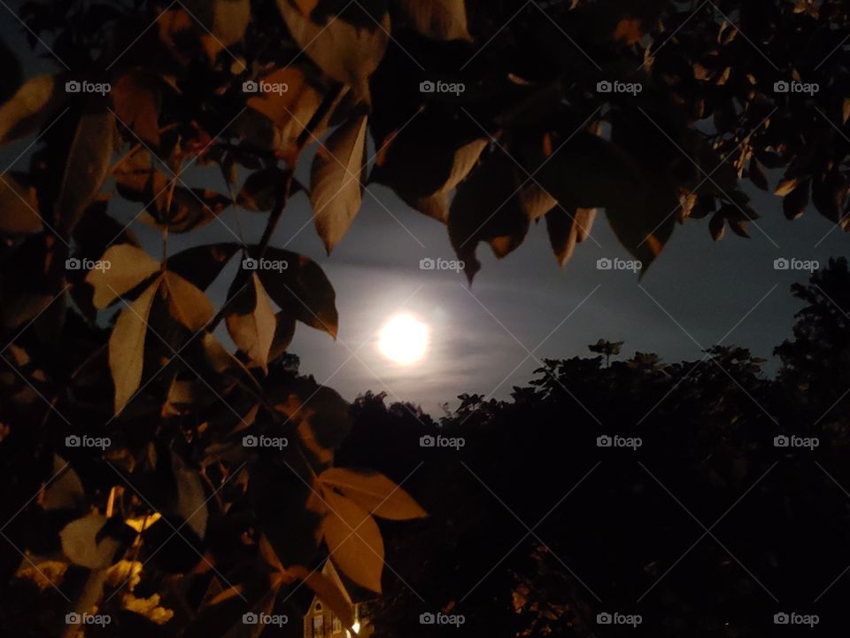 full moon through leaves