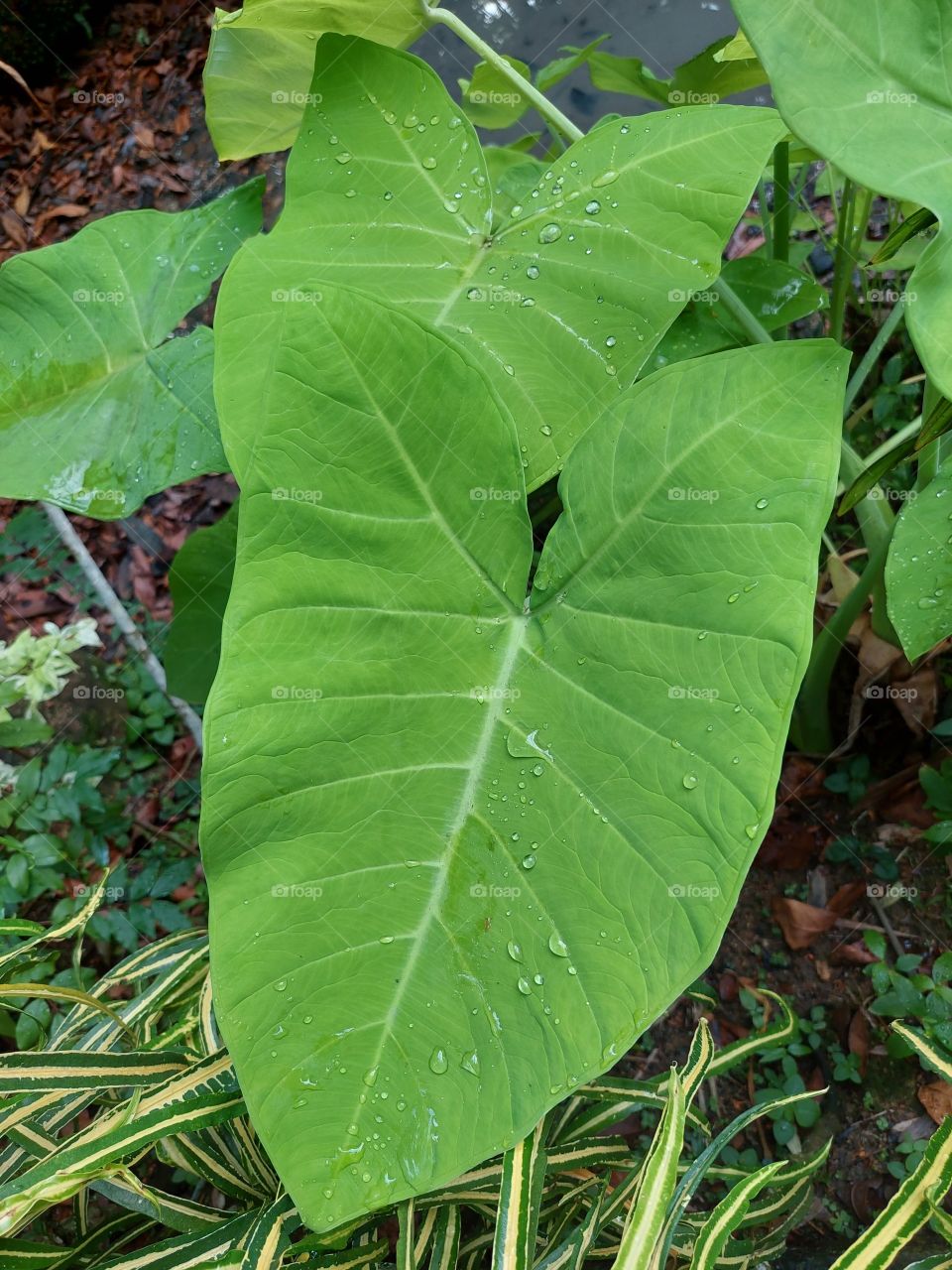 leaves