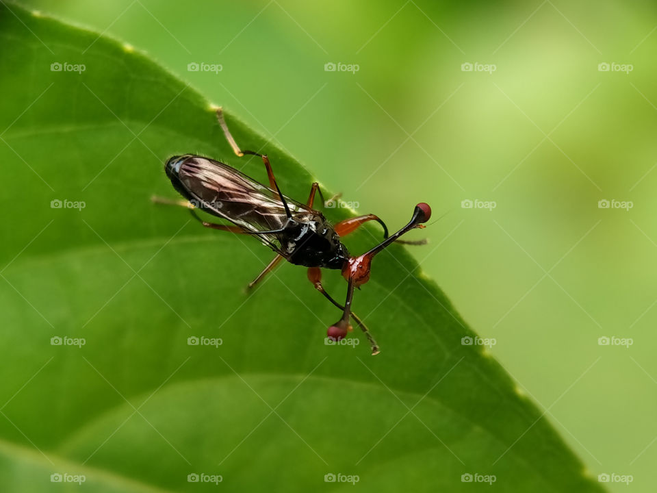 A rare red horned insect is looking for a prey on the leaf. Look at the red and its horns!  It's scary, isn't it?