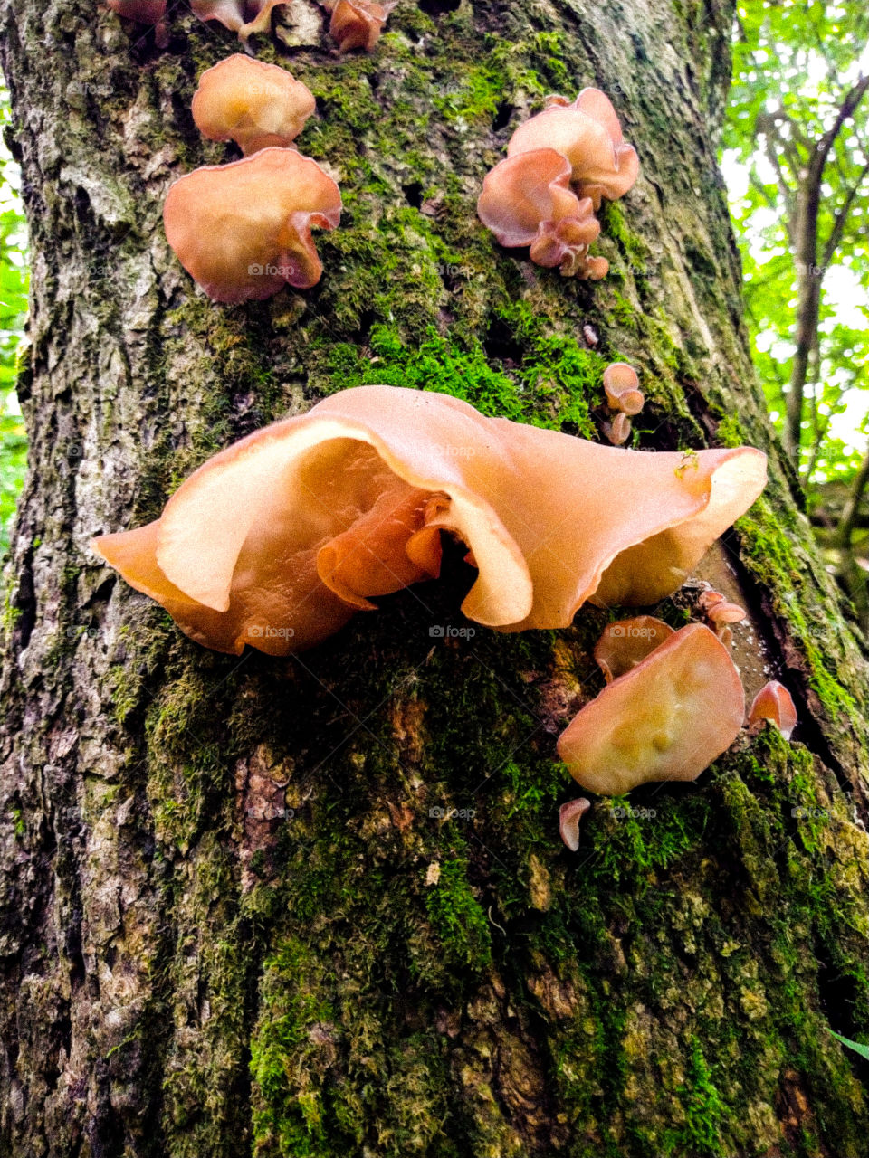 ear. jelly fungus on walnut tree in Indy