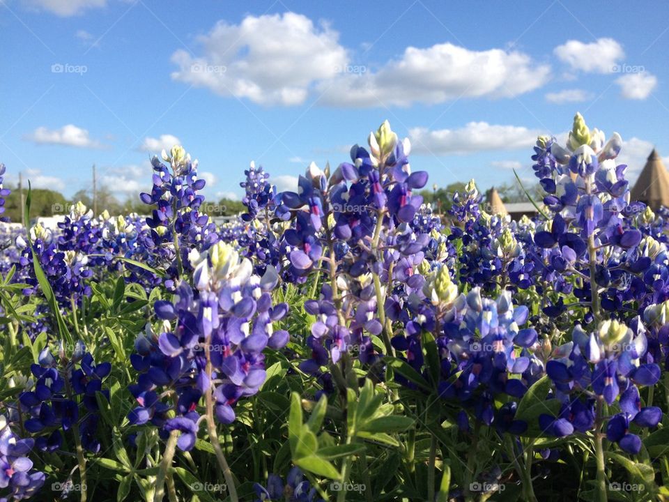 Bluebonnets