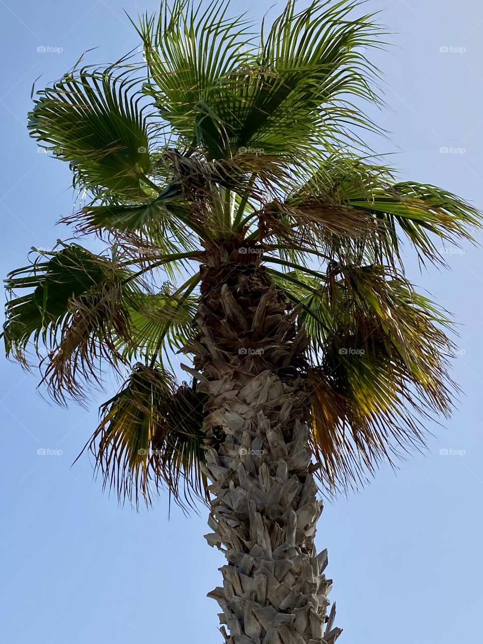 Palm tree on a blue sky background