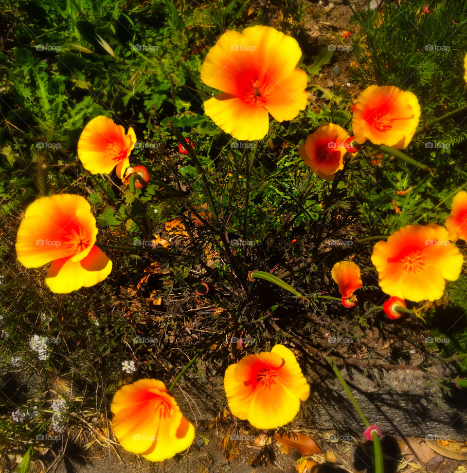 Poppies 