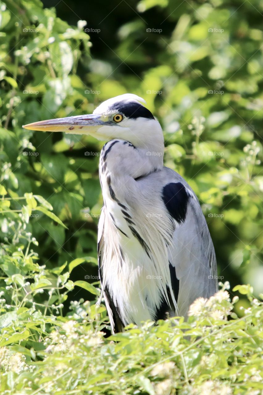 Grey heron