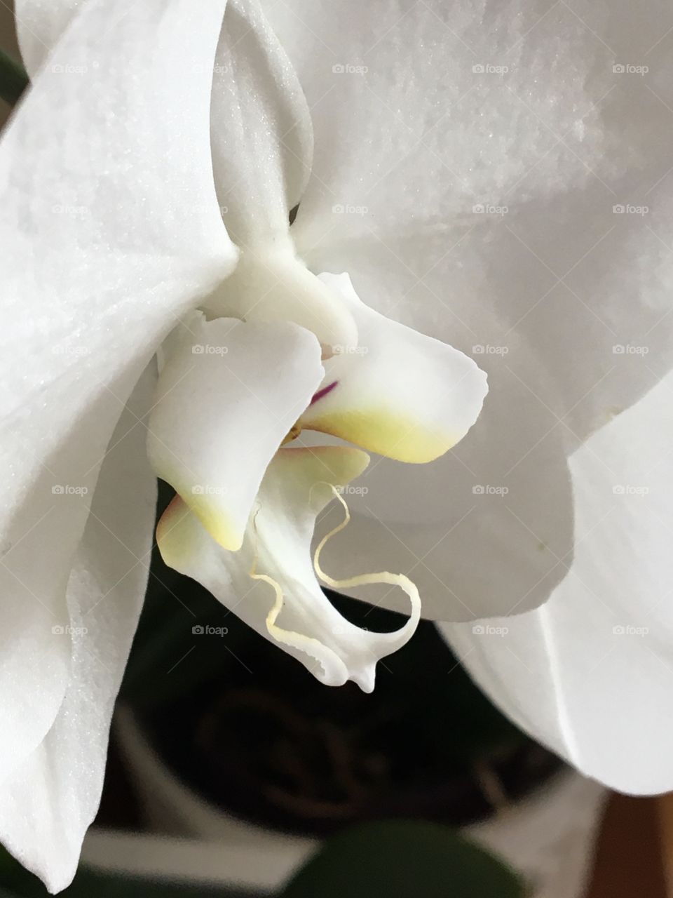 White orchid detail 