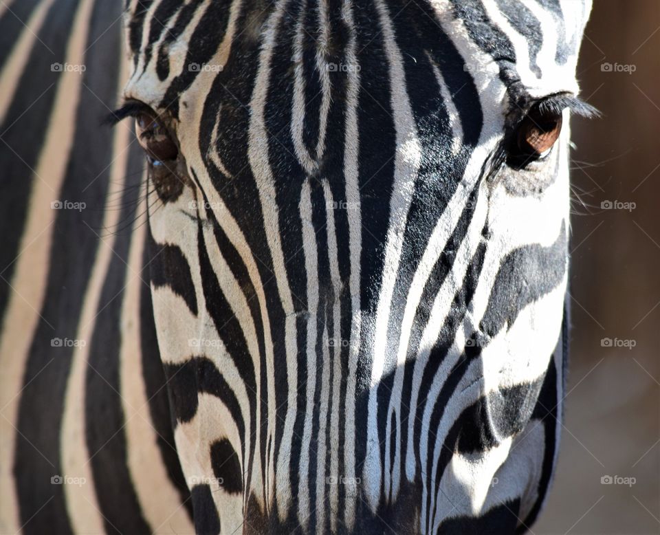 Zebra in a wildlife park has extraordinary markings and stunning features