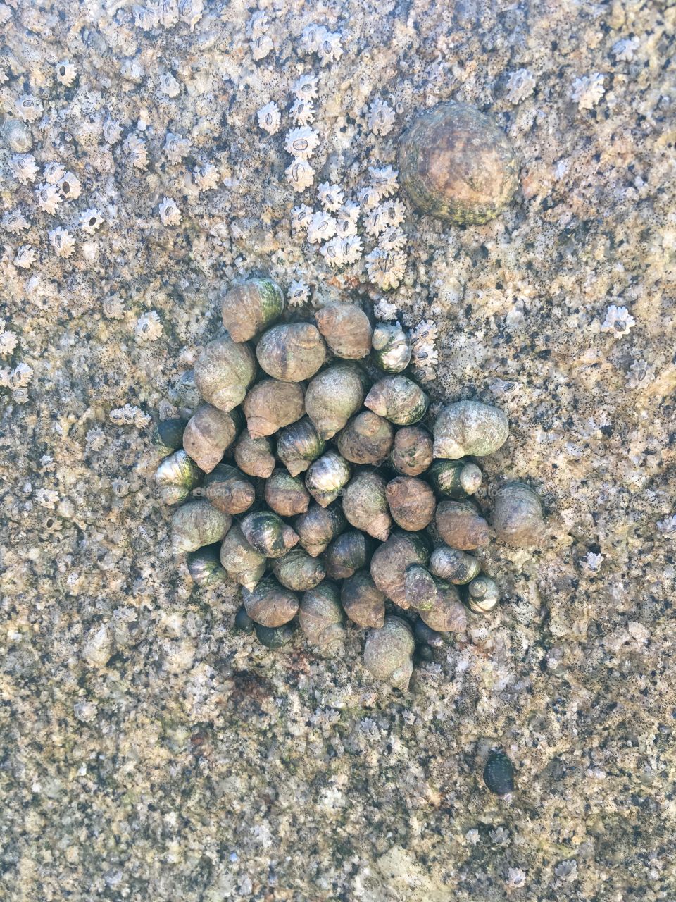 Sand colored circle of snail shells on a rock at the beach