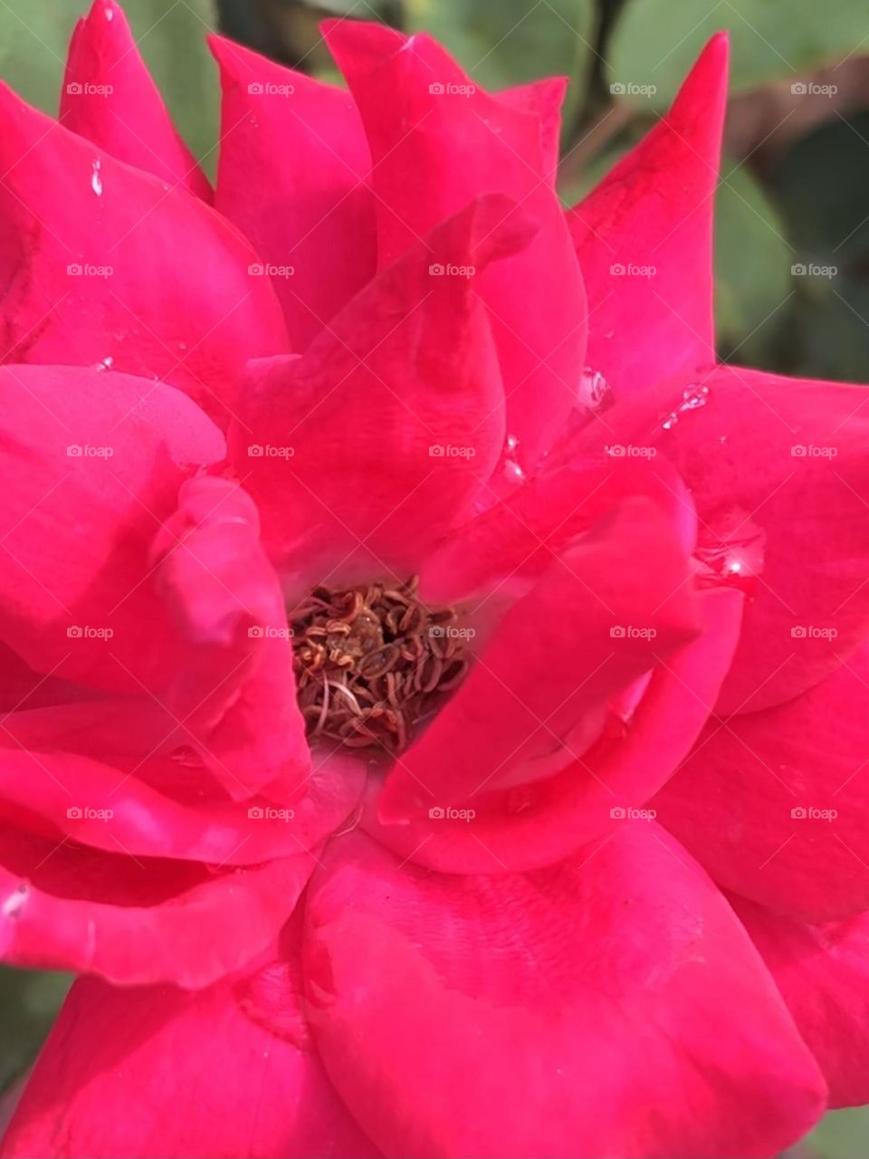 Closeup of a pink rose in full bloom in the morning light with dew. 