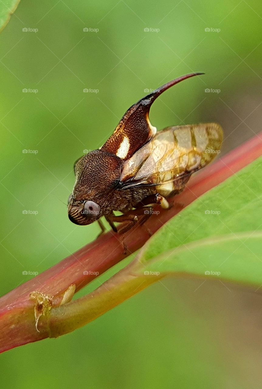 Thorn-hopper (Tree Hopper)