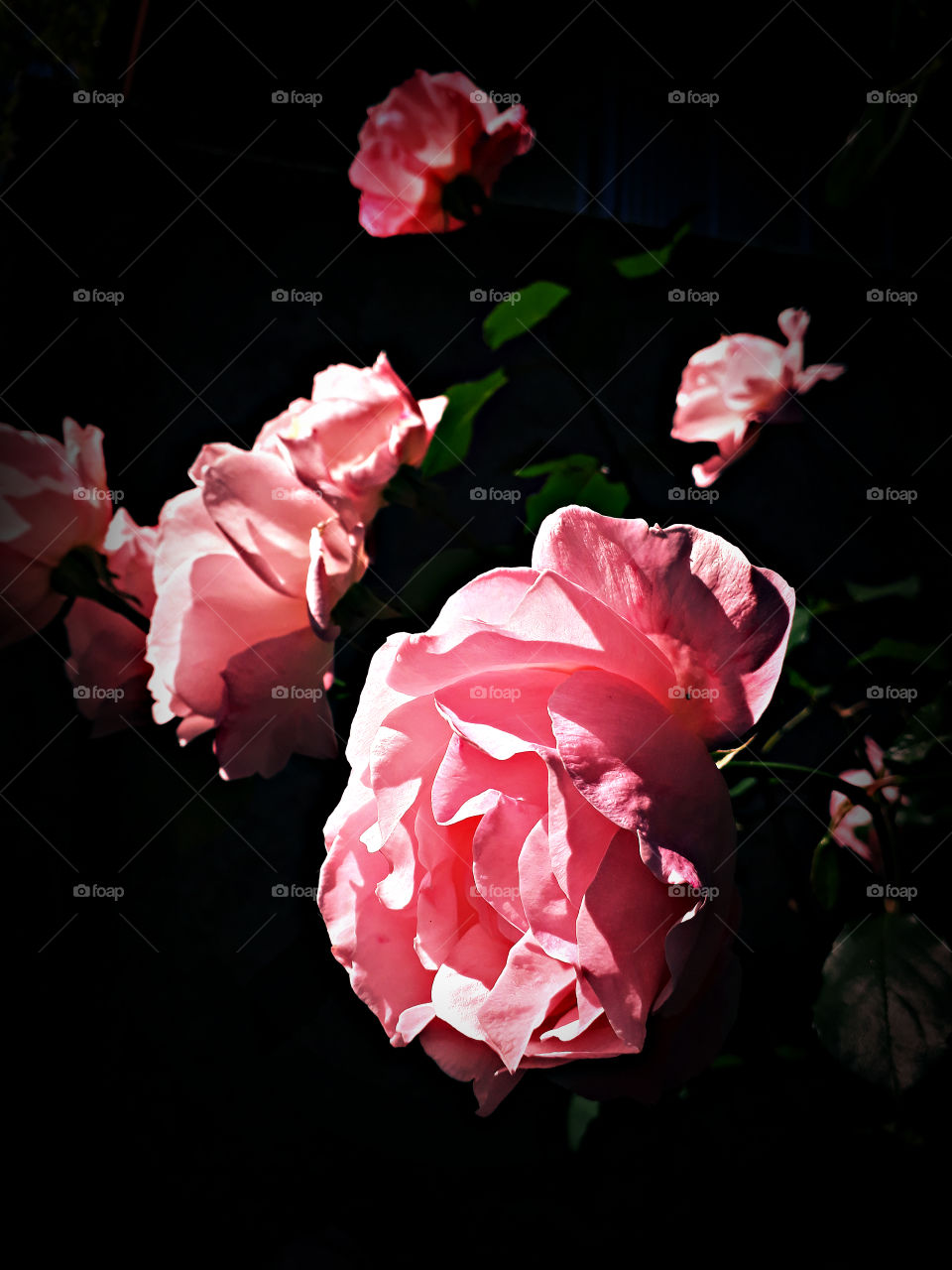 night pink rose