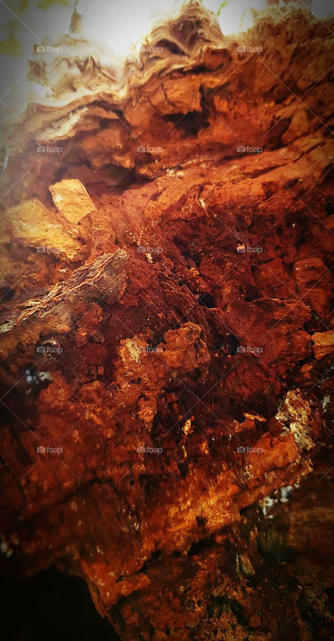 roots of a old fallen tree