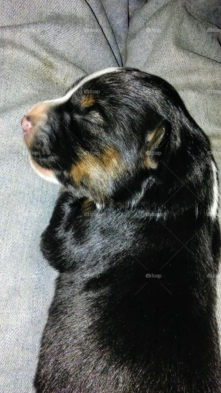 One week old australian shepherd puppy - Savage