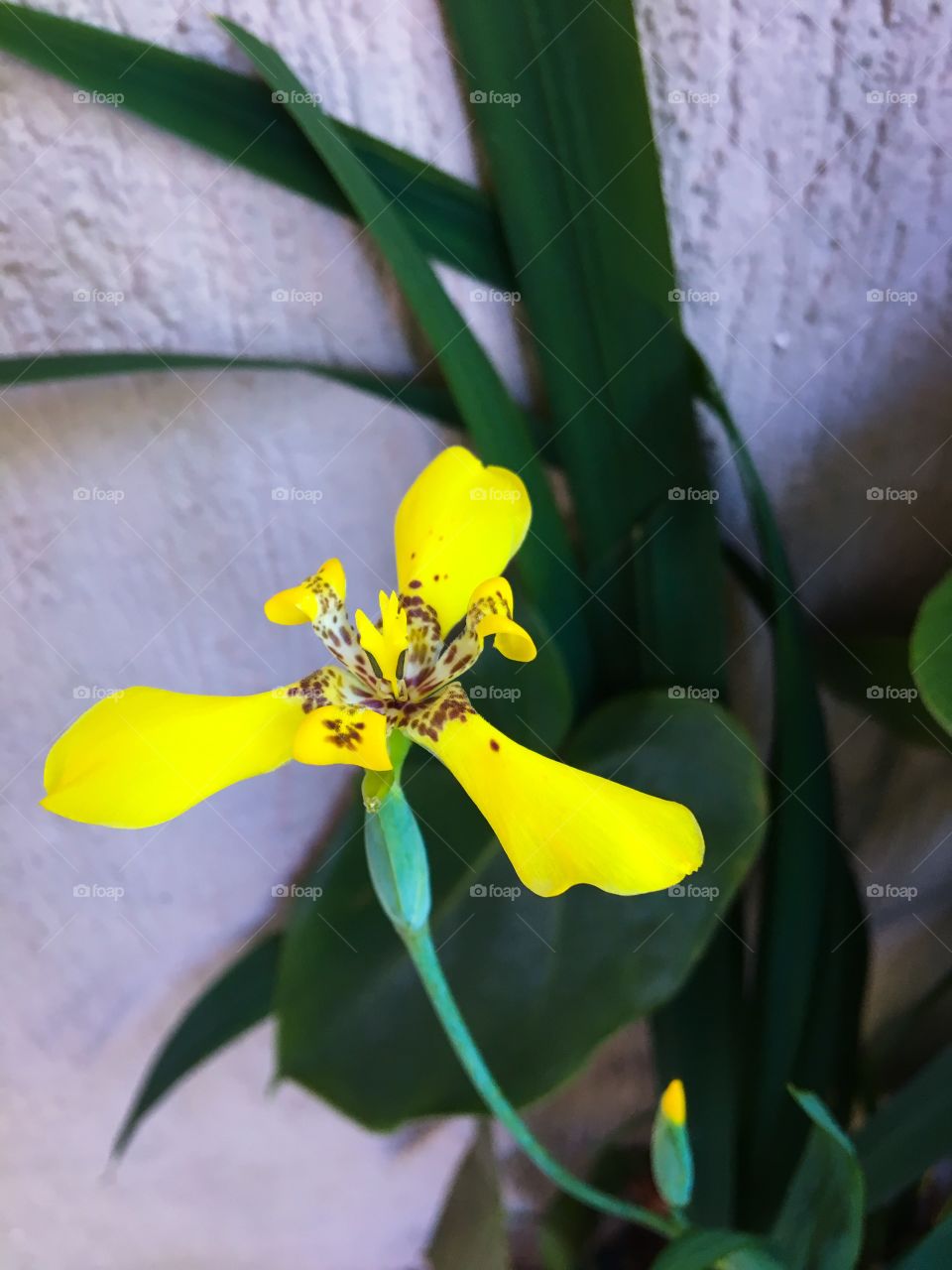 Beautiful yellow flower blooming on green leaves