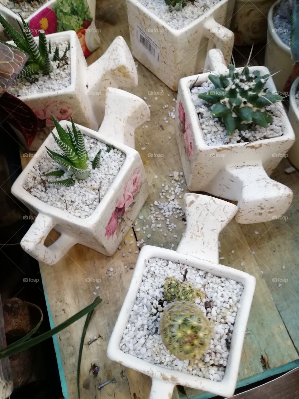 cactus arrenge display for decoration