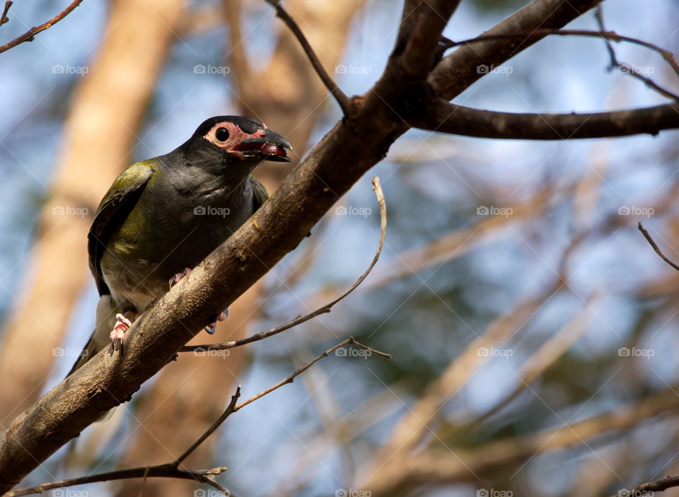 Male Australasian Figbird 