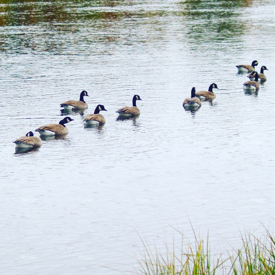 Water, Duck, Lake, Bird, Swimming