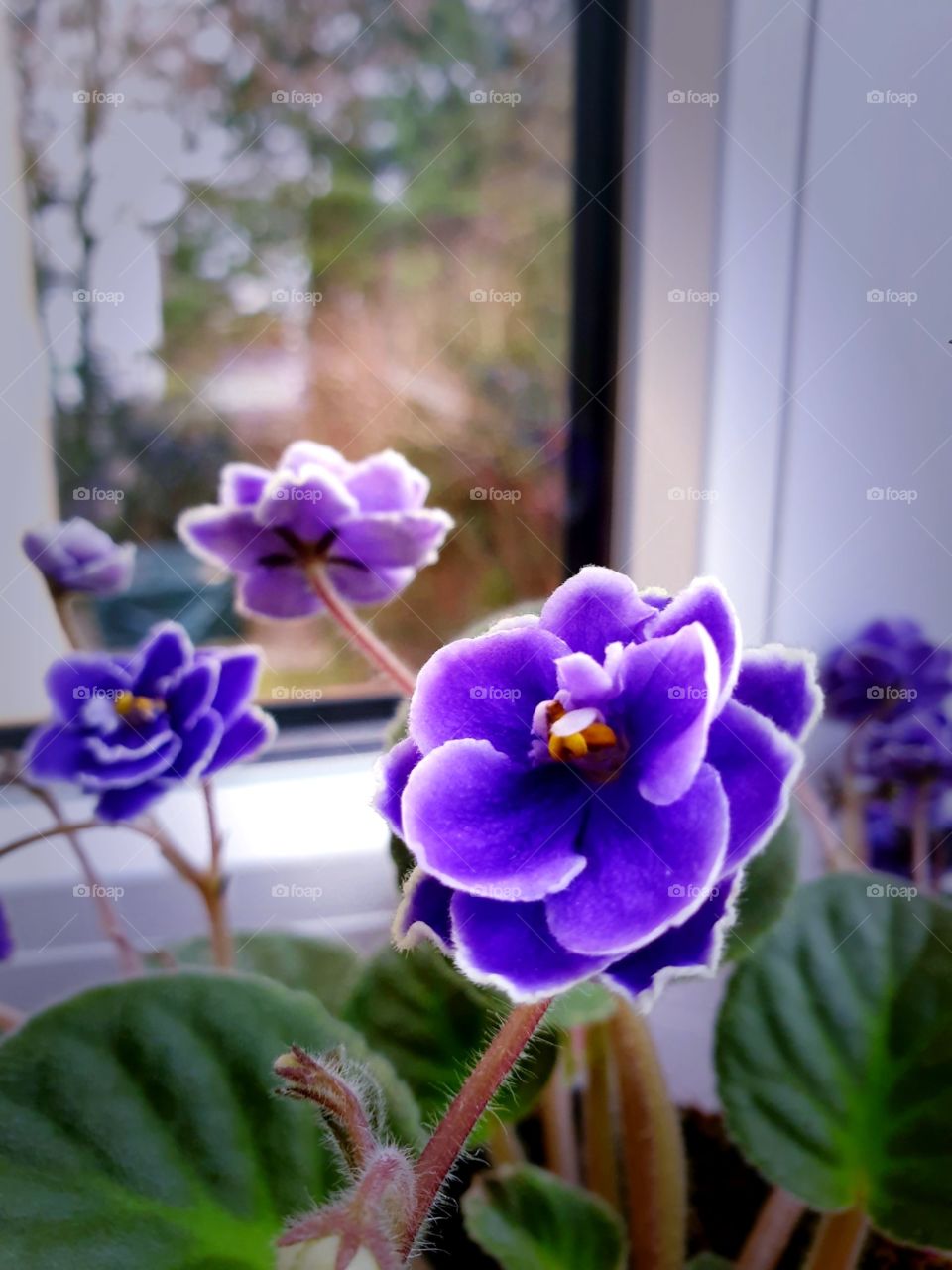 подоконник с цветком