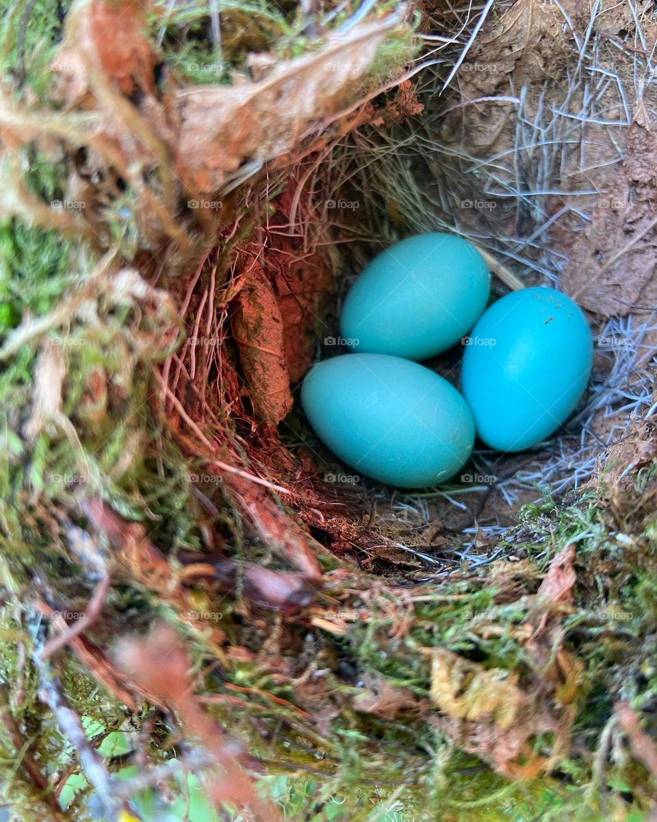 Blue bird eggs in a nest representing new life in Spring.