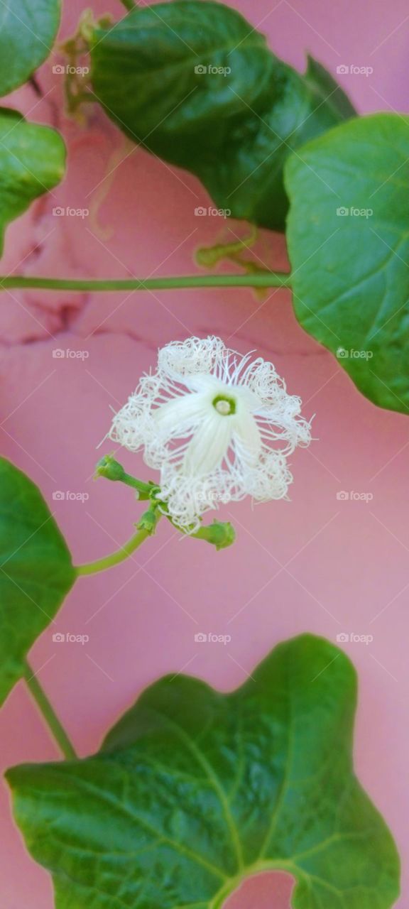 Snake Gourd Flower