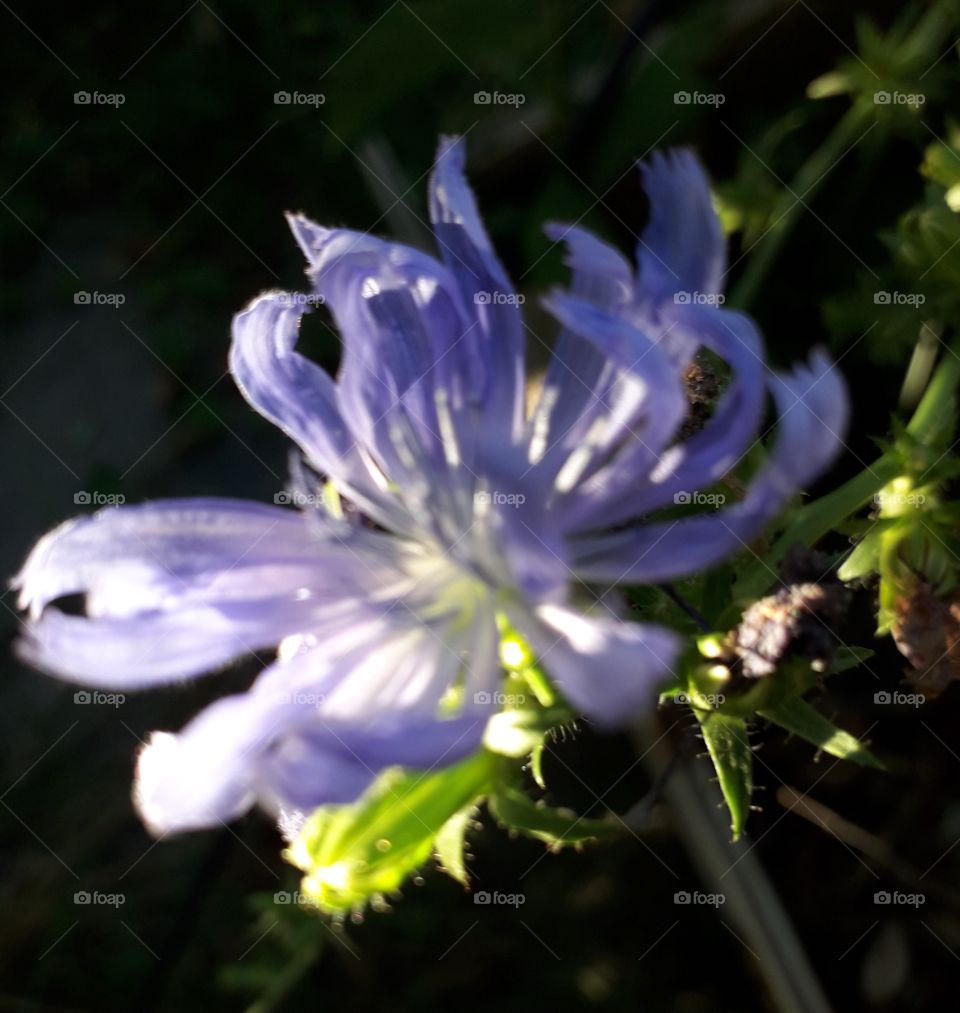 chicory wanderer at dawn