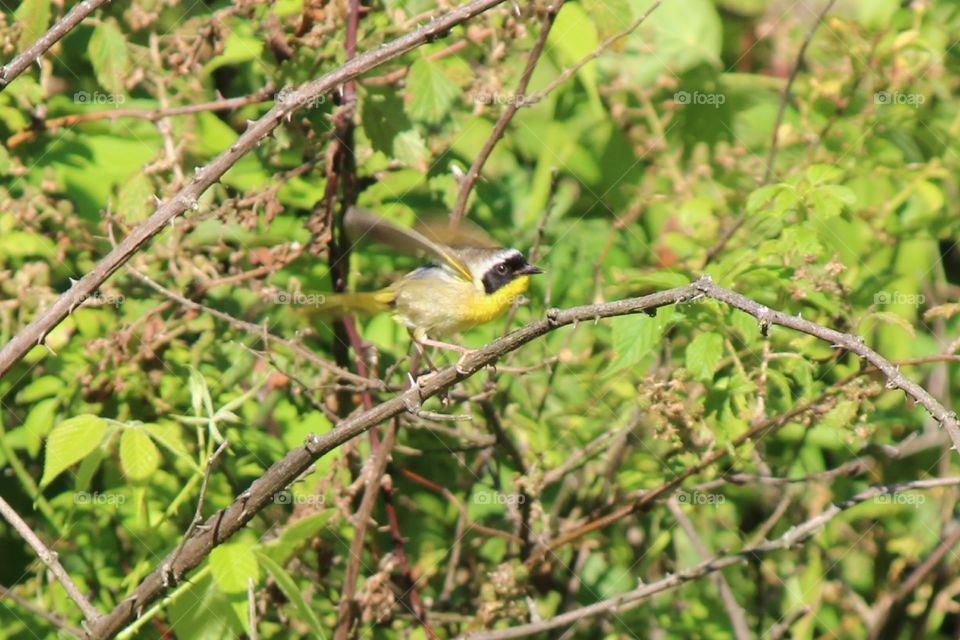 Common YellowThroat Bird ready for take off.