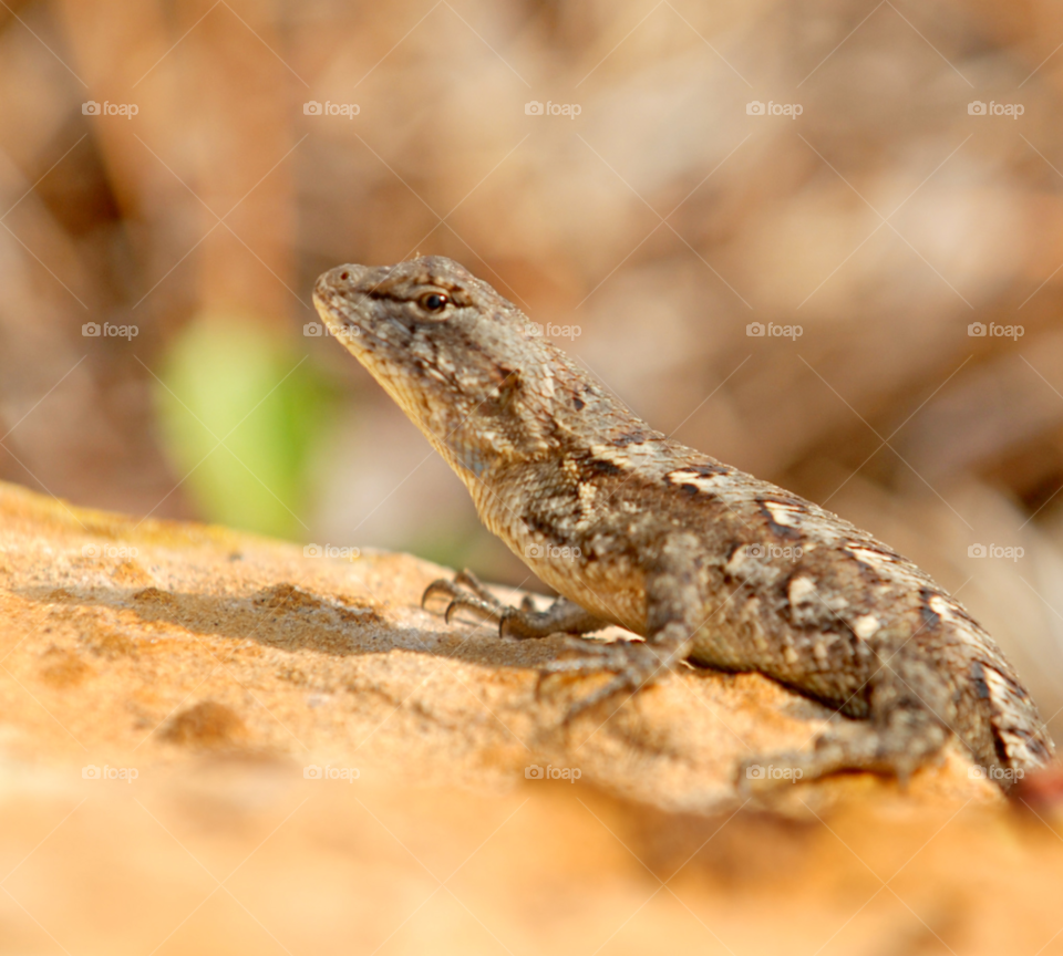 animal lizard reptile scales by lightanddrawing