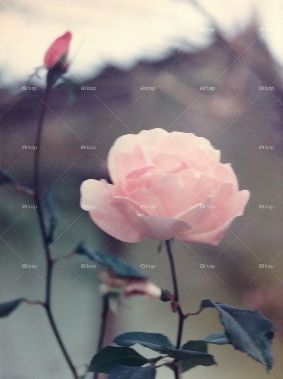 Roses at Doi Mae Salong