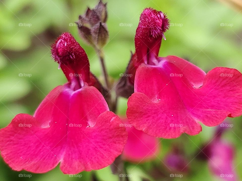 Two symmetrical magenta pink flowers