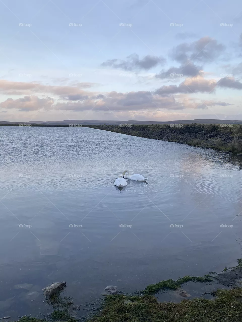 Two Swans.