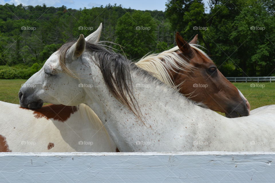 Horses are pets too!