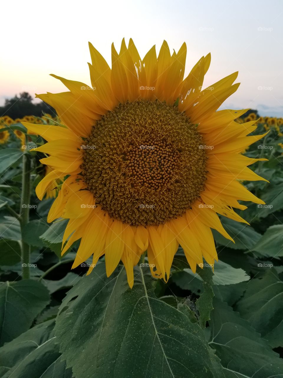 Sunflower, Nature, Flora, Summer, No Person