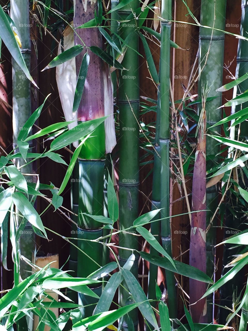 New bamboo. Spring bamboo growth!