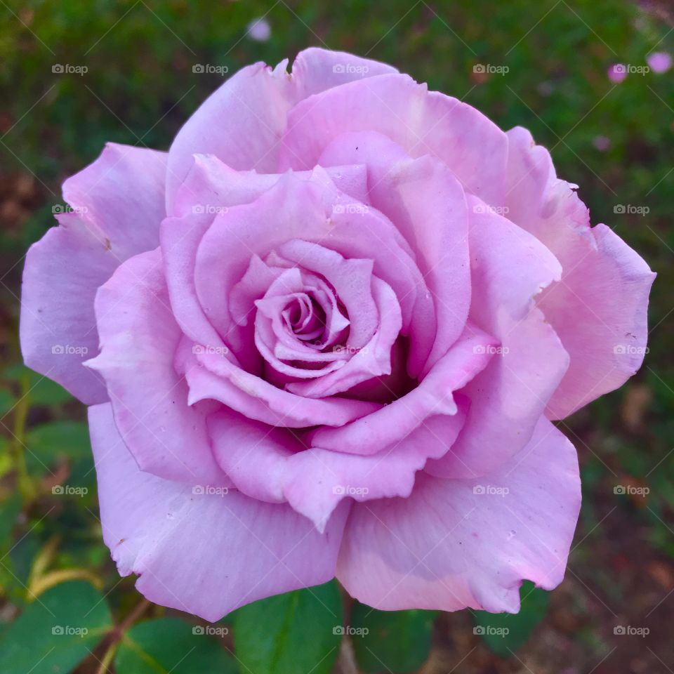 🌺Fim de #cooper!
Suado, cansado e feliz, alongando e curtindo a beleza das #flores. Hoje, com nossa #rosa lilás.
🏁
#corrida #treino #flor #flowers #pétalas #jardim #jardinagem #garden #flora #run #running 