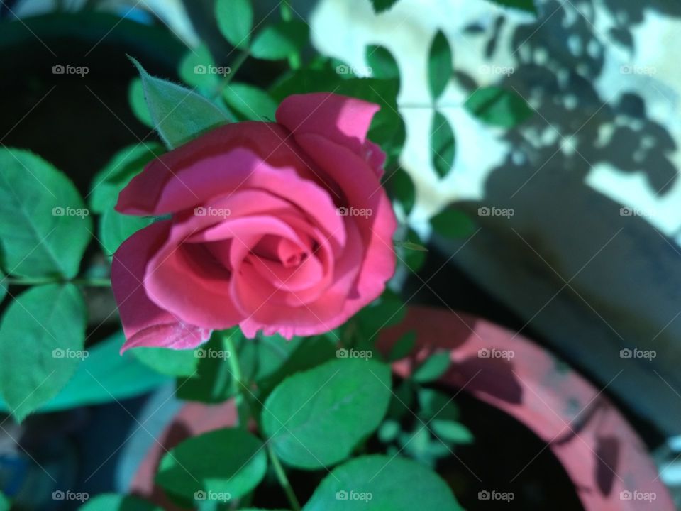 rose ....