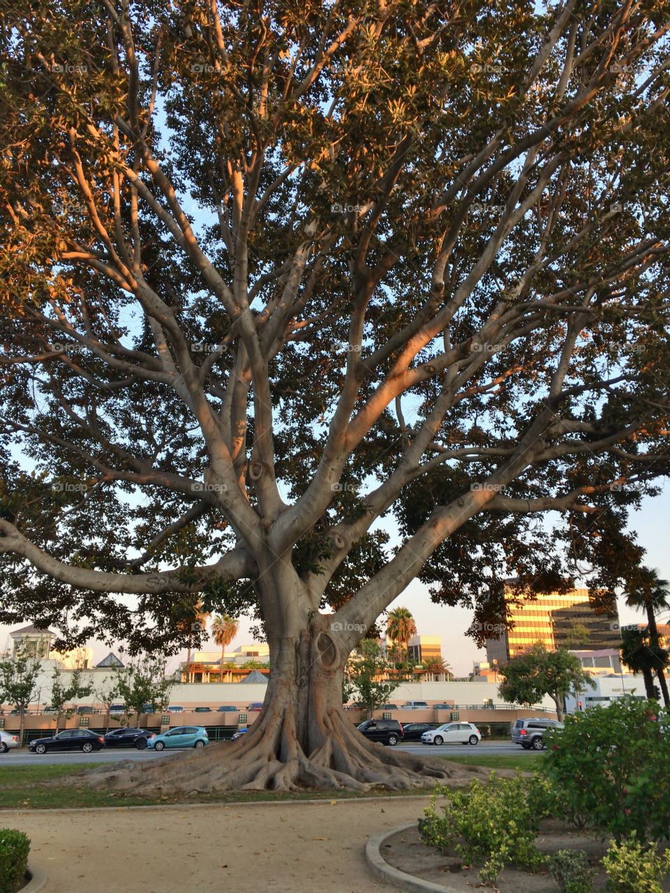 Early evening sunlight through a tree
