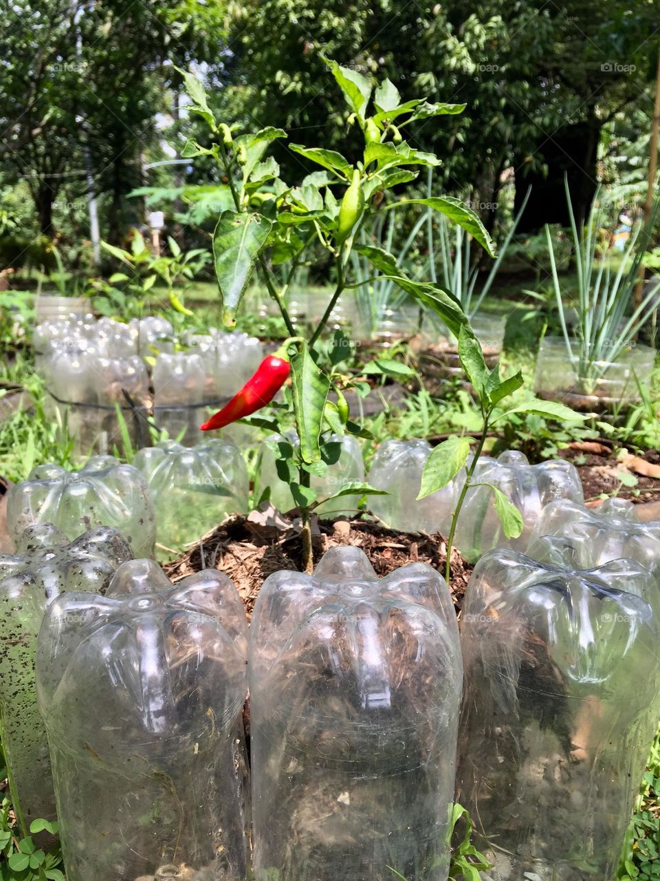 Bell pepper planted in a soft drink bottles.