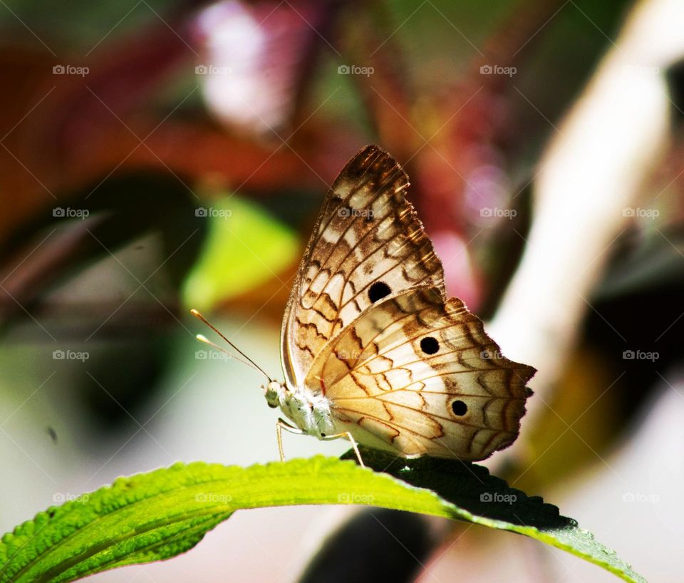 butterfly