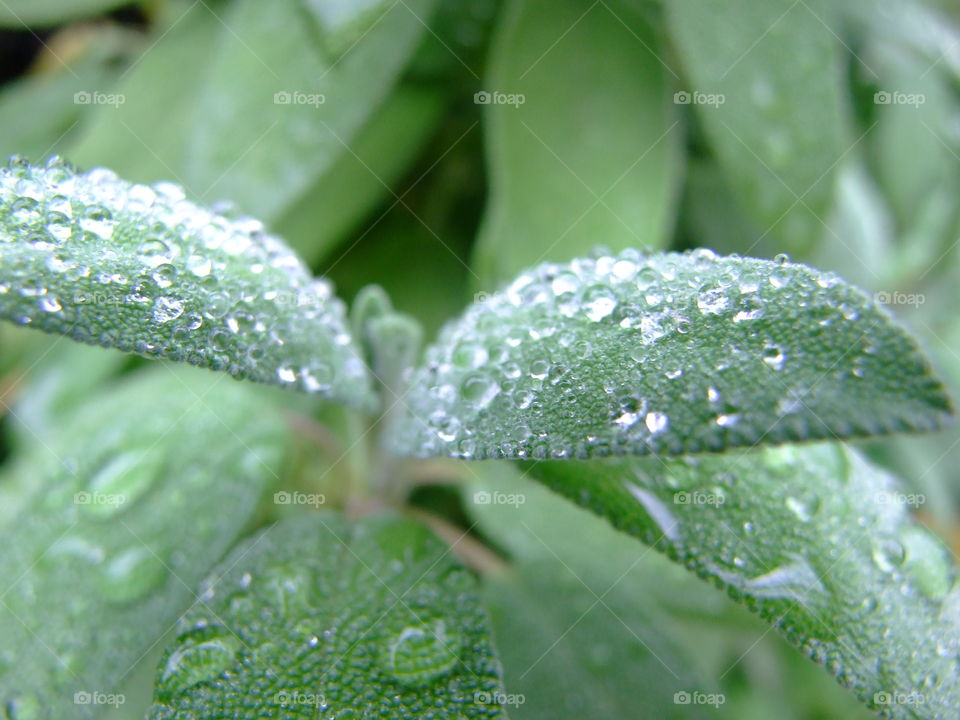 Dew on Sage leaves