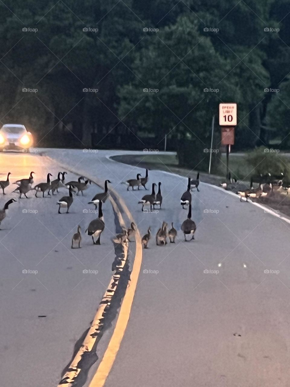 Goose in the headlights 