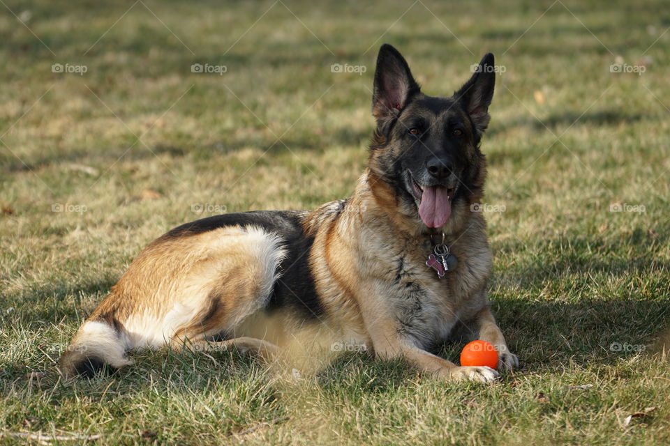 Playing outside with the favourite ball