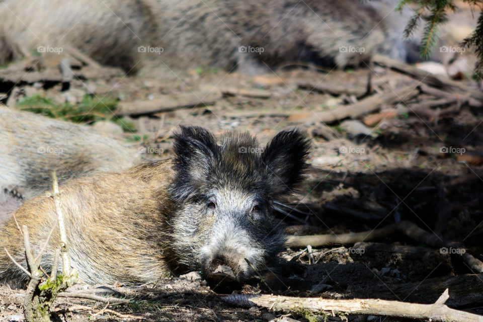 Wild boar resting