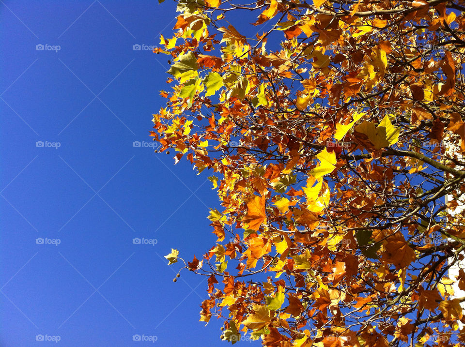 malmö sweden autumn blue sky by ingrid13