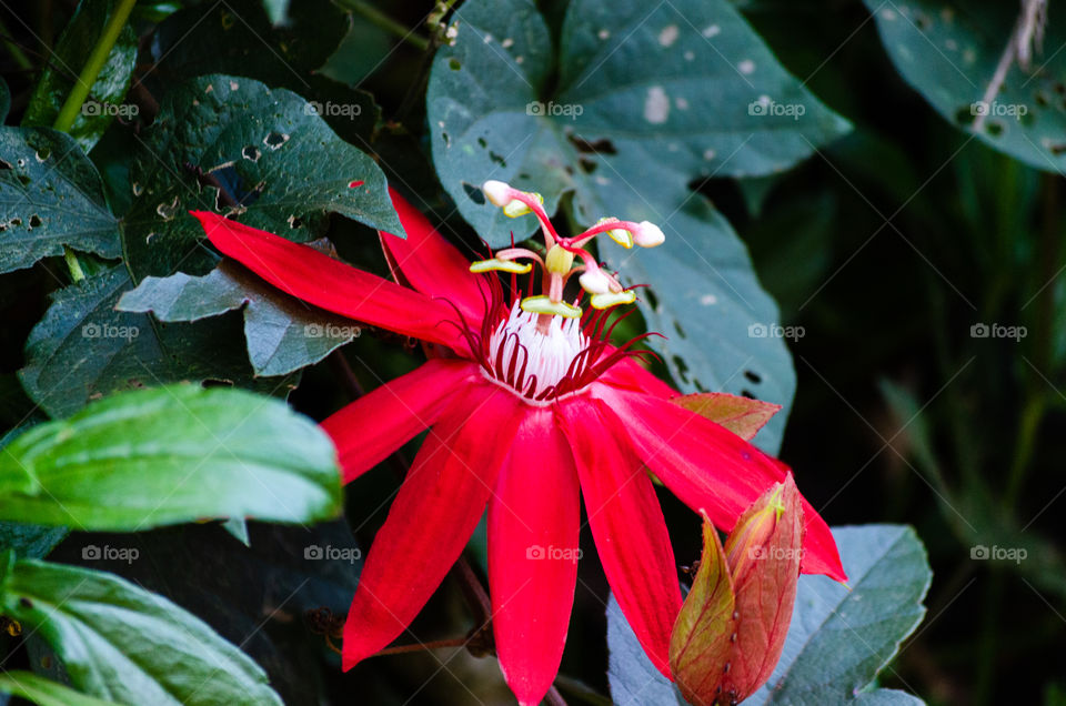 A unique shaped red flower in the middle of green leaves
