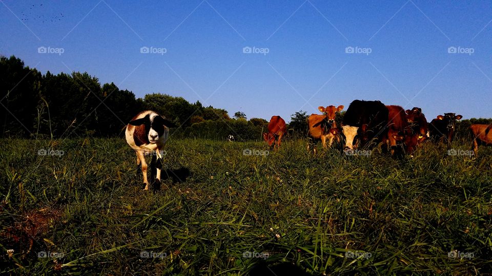 Mammal, No Person, Agriculture, Grass, Field