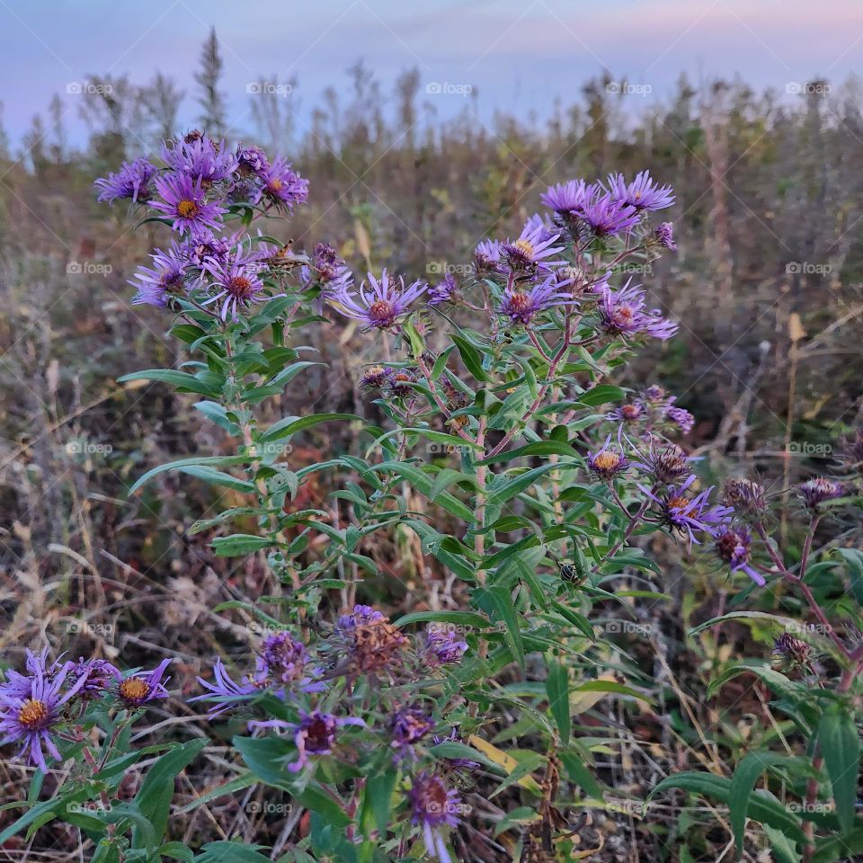 Purple flowers